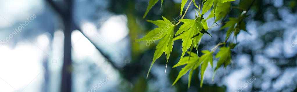 Close up view of green maple leaves, panoramic shot