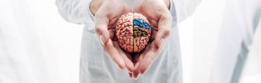 panoramic shot of doctor holding model of brain in clinic  clipart