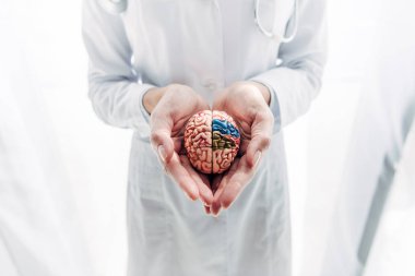 cropped view of doctor in white coat holding model of brain in clinic  clipart