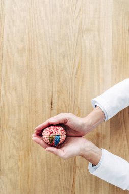 cropped view of doctor holding model of brain in clinic  clipart