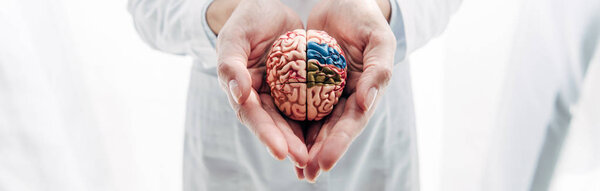 панорамный снимок врача, держащего модель мозга в клинике
 
