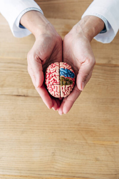cropped view of doctor holding model of brain in clinic 