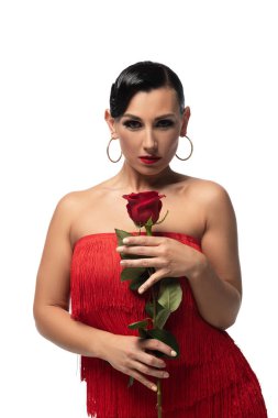 Güzel, şehvetli tango dansçısı kameraya bakarken beyaz gülün üzerinde izole edilmiş kırmızı bir gül tutuyor