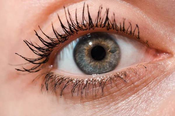 Cropped View Young Woman Grey Eye Looking Camera — Stock Photo, Image