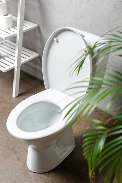 Selectieve Focus Van Palmboom Toiletpot Bij Rek — Stockfoto