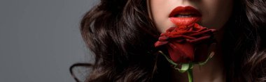 panoramic shot of curly passionate woman holding red rose, isolated on grey clipart