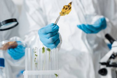 selective focus of biologist holding leaf with tweezers in lab  clipart