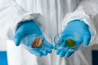 Laboratuvarda yaprakları tutan lateks eldivenli biyologlar. 