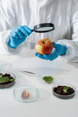 Biyoloji uzmanının büyüteçle elmaya baktığı görüntüler.