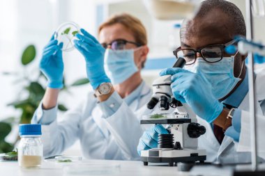 selective focus of african american biologist using microscope and his colleague looking at leaves on background  clipart