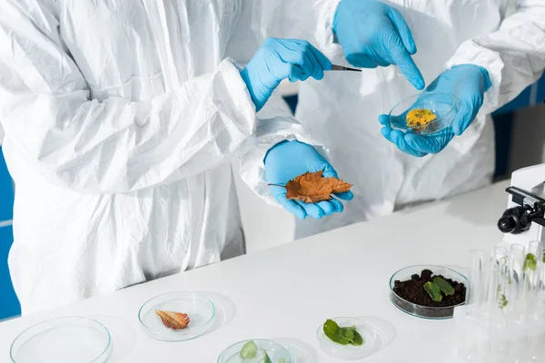 Laboratuvarda Biyologların Parmaklarıyla Yaprağı Göstermesi — Stok fotoğraf