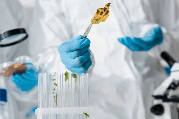 Enfoque Selectivo Del Biólogo Sosteniendo Hoja Con Pinzas Laboratorio —  Fotos de Stock