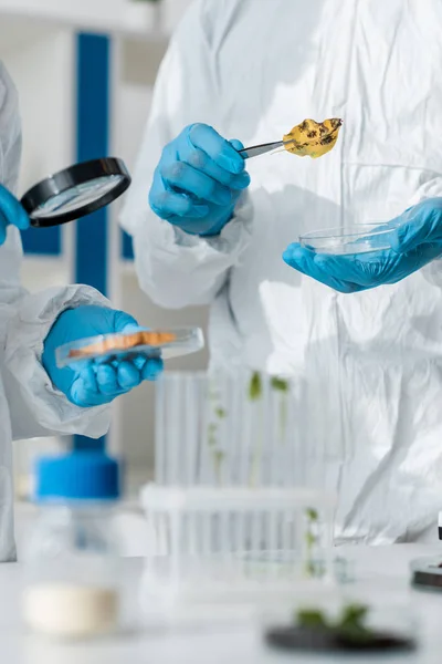 Cropped View Biologists Holding Looking Leaf Magnifying Glass — Stock Photo, Image