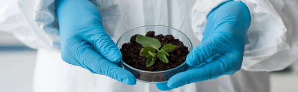 Panoramisch Shot Van Bioloog Latex Handschoenen Met Bladeren Het Lab — Stockfoto