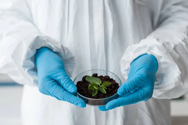 ラテックスグローブの生物学者が研究室で葉を持ち — ストック写真