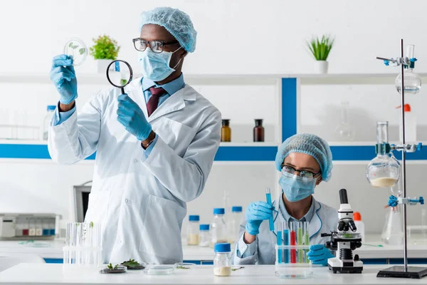 African American Biologist Looking Leaves Magnifying Glass Colleague Holding Test — Stock Photo, Image