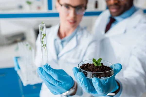 Foco Seletivo Biólogos Multiculturais Olhando Folhas Laboratório — Fotografia de Stock