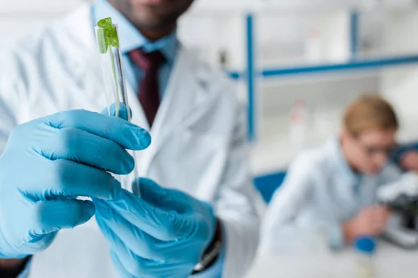Cropped View African American Biologist Holding Test Tube Leaves — Stock Photo, Image