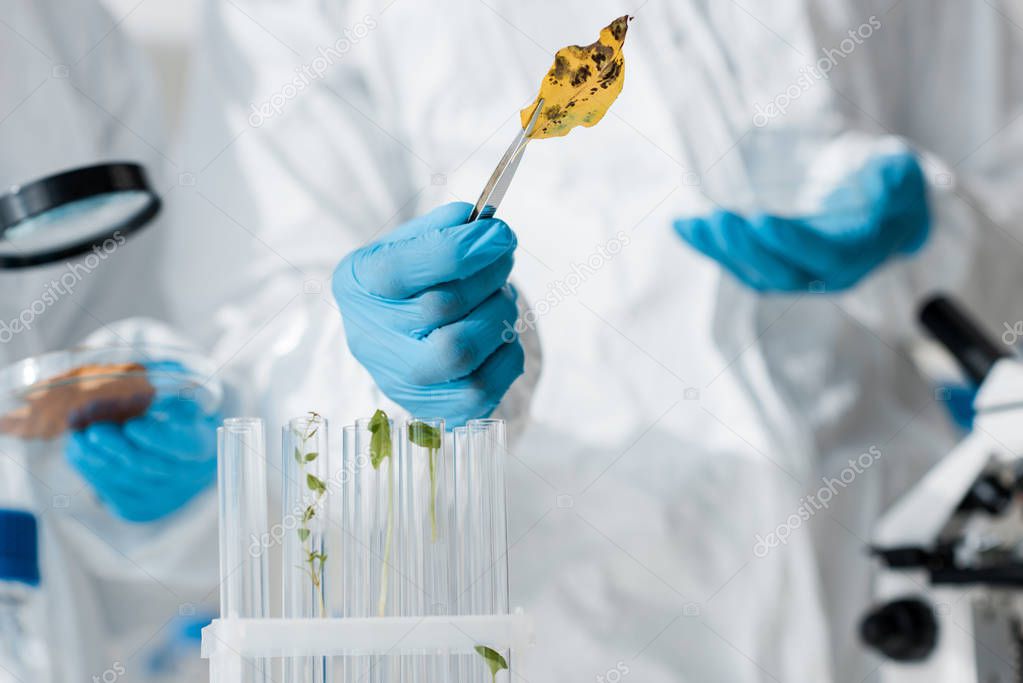 selective focus of biologist holding leaf with tweezers in lab 