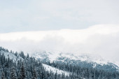 malebný pohled na zasněžené hory s borovicemi a bílé nadýchané mraky