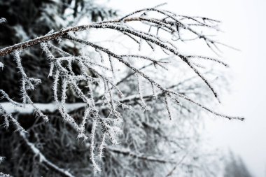 close up view of branches of tree covered with snow in winter clipart