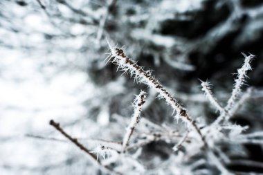 close up view of branches of tree covered with ice in winter clipart