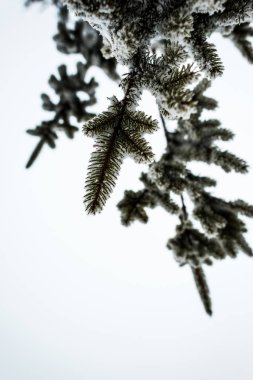 bottom view of spruce branches covered with snow on white sky background clipart