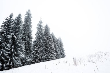Tepede karla kaplı çam ağaçları ormanı ve arka planda beyaz gökyüzü.