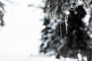 close up view of frozen spruce branches covered with frost clipart