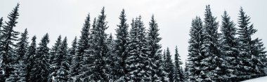 scenic view of pine forest with tall trees covered with snow on hill, panoramic shot clipart
