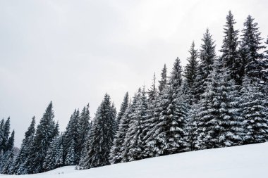Tepede karla kaplı uzun ağaçlarla çam ormanının manzarası