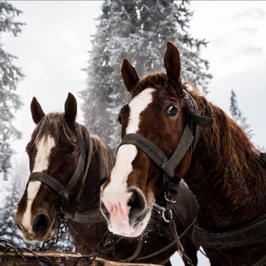 horses with horse harness in snowy mountains with pine trees clipart