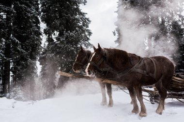 At koşumlu atlar karlı dağlarda çam ağaçlarıyla