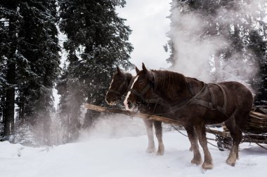 horses with horse harness in snowy mountains with pine trees clipart