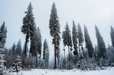 scenic view of pine forest with tall trees covered with snow clipart