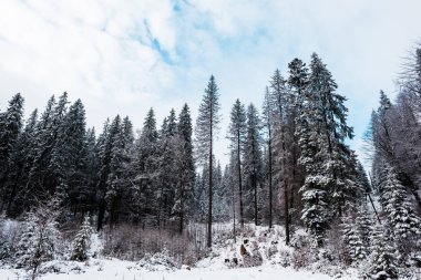 Çam ormanının karla kaplı uzun ağaçları manzarası.