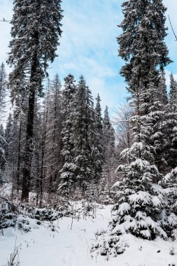 Çam ormanının karla kaplı uzun ağaçları manzarası.