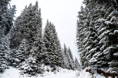 Dağlarda karla kaplı çam ağaçlarının manzarası