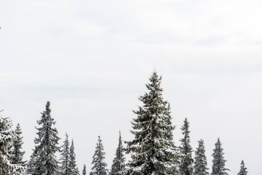 Çam ağaçlarının karla kaplı manzarası ve saf gökyüzü
