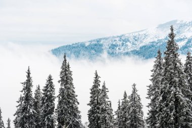 Çam ağaçları ve beyaz kabarık bulutlu karlı dağların manzarası