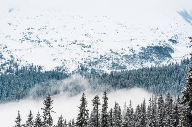 Çam ağaçları ve beyaz kabarık bulutlu karlı dağların manzarası