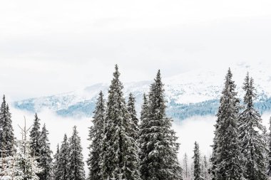 Çam ağaçları ve beyaz kabarık bulutlu karlı dağların manzarası