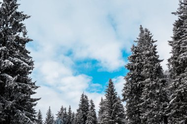 Karla kaplı çam ağaçlarının manzarası ve beyaz kabarık bulutlar