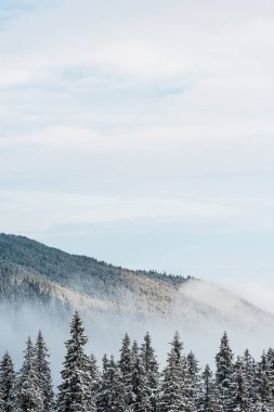 Çam ağaçları ve beyaz kabarık bulutlu karlı dağ manzarası