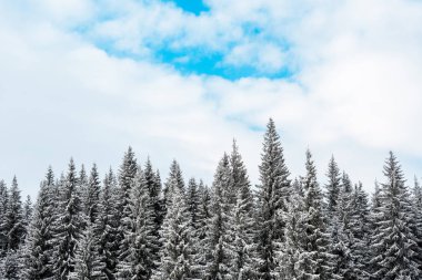scenic view of pine trees covered with snow and white fluffy clouds clipart