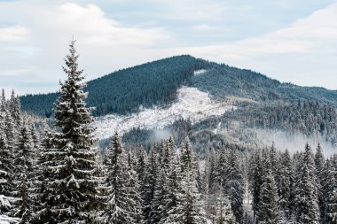 Çam ağaçları ve beyaz kabarık bulutlu karlı dağların manzarası