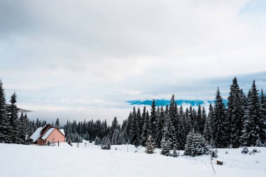 Karlı dağlardaki ahşap evin manzarası. Çam ağaçları ve beyaz tüylü bulutlar.