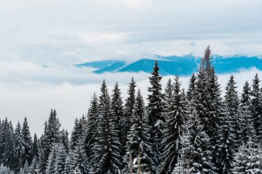 Kış dağlarında çam ağaçları ve beyaz kabarık bulutlar olan ormanın manzarası.