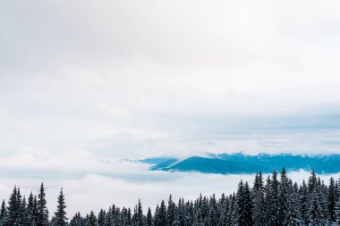 Çam ağaçları ve beyaz kabarık bulutlu karlı dağların manzarası