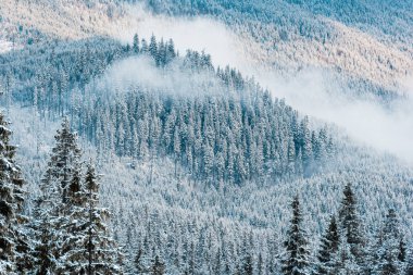 Karlı çam ağaçlarının manzarası ve dağlardaki beyaz tüylü bulutlar